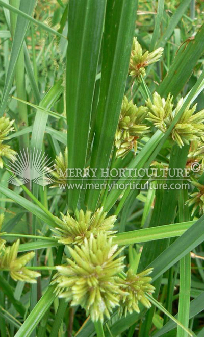 cyperus polystachyos